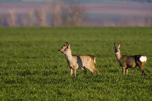 a group of deer in a field in spring photo