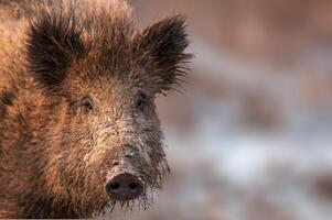 a wild boar in a deciduous forest in autumn photo