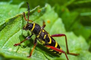 little insect on green plant in the beautiful nature photo