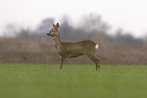 one beautiful doe doe standing on a green field in spring photo