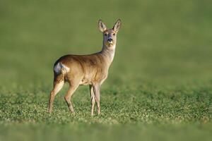 one beautiful doe doe standing on a green field in spring photo