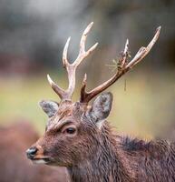 one portrait of a pretty red deer buck photo