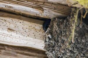 young swallow looks out of the nest photo