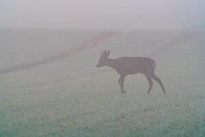 one young roebuck stands on a harvested field in autumn photo