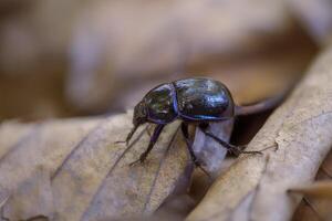 dung beetle sits on a withered leaf in a deciduous forest photo