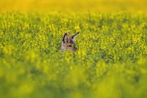 one young roebuck looks out of a rape field in summer photo