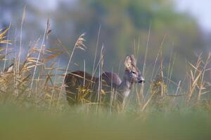 one beautiful roe deer doe stands on a meadow in summer photo