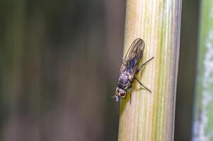 small fly at green grass meadow photo