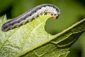 small colorful caterpillar on green leaf in blooming nature photo