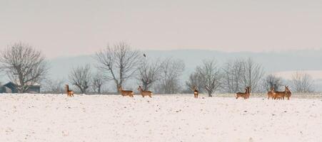 one group of deer in a field in winter photo