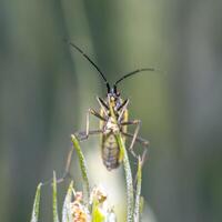 soft beetle on wheat stalk photo