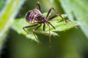 small larva of a bug on green nettle leaf in nature forest photo