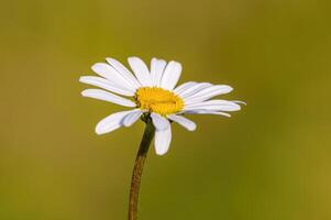 un hermosa vistoso flor con un suave antecedentes foto