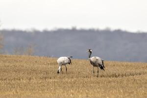 eurasiático grúas tierra en un cosechado korn campo foto