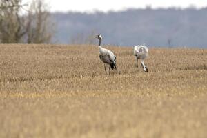 eurasian cranes land on a harvested korn field photo
