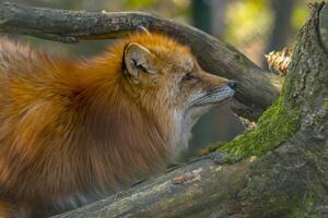 red fox hunting season in summer light photo