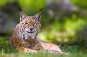 un salvaje lince es ocultación en el bosque foto