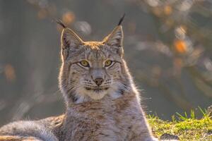 cute young lynx in the colorful wilderness forest photo