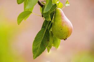 a delicious juicy pear on a tree in the seasonal garden photo