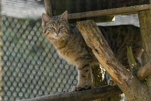 wild cat in the green season leaf forest photo