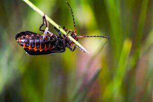 small red bug on green leaf in summer forest photo