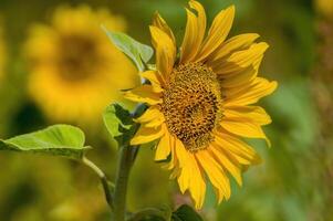 a Yellow blooming sunflower on a field photo