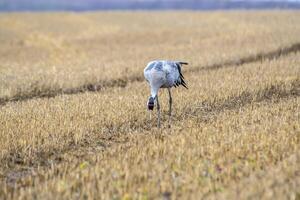 eurasiático grúas tierra en un cosechado korn campo foto