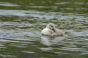 Swan family in nature reserve lake photo