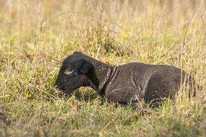 young new born black lamb explores the world photo