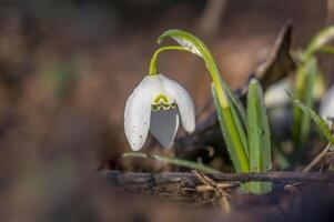 snow drop flower in my season garden photo