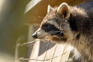 Young season raccoon plays hide in green leaves Forest photo