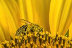 a Yellow blooming sunflower on a field photo