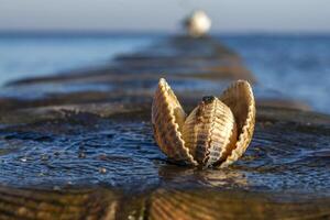 shells on a stage at the baltic beach photo