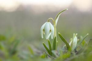 snow drop flower in my season garden photo