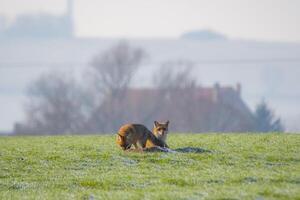 young fox couple at a fox cave photo