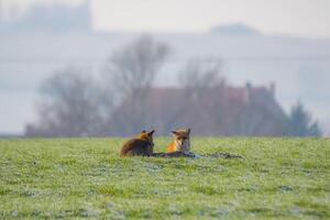 young fox couple at a fox cave photo