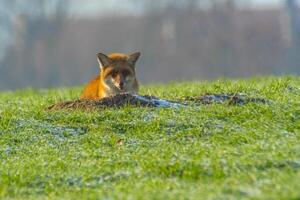 young fox at a fox cave photo