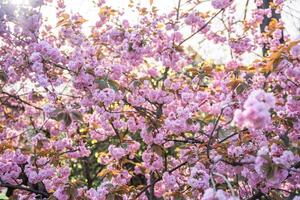 cierne Cereza ramas en brillante soleado día en primavera parque en Praga en puesta de sol tiempo. alto calidad foto