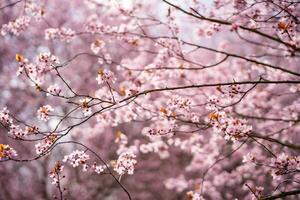 Beautiful spring background with pink flowers of cherry tree in spring time in Prague park. High quality photo