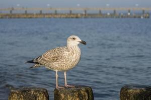 Seagull on a stage at the baltic sea beach photo