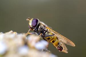 Hoverfly on a thistle photo