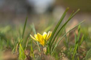 yellow blue white crocus in spring easter season garden photo