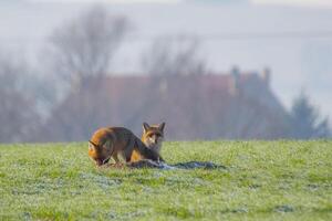 young fox couple at a fox cave photo