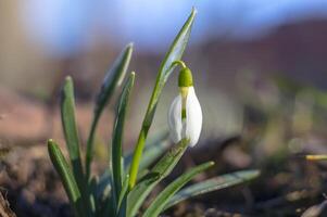 snow drop flower in my season garden photo