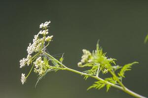 Herbs on the green summer meadow photo