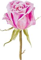 Watercolor pink rose botanical floral hand drawn illustration isolated on white vector