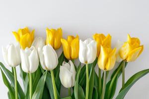 Delicate White and Yellow Tulips Arrangement Isolated on White Background photo