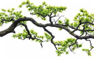 Lush Green Oak Tree Branch Isolated on White Background photo