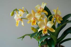 Vanilla Vine Plant with Bright Yellow Flowers in Pot Isolated on White Background photo