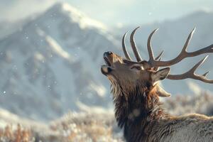 The Bugling Call of the Elk photo